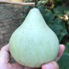 杜西西